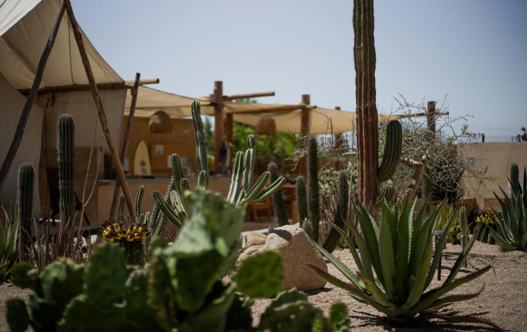 Baja Temple Ξενοδοχείο Todos Santos Εξωτερικό φωτογραφία